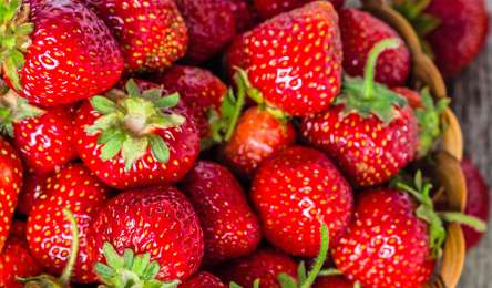 Strawberry Season