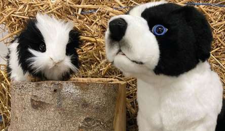 Zoo der Kuscheltiere